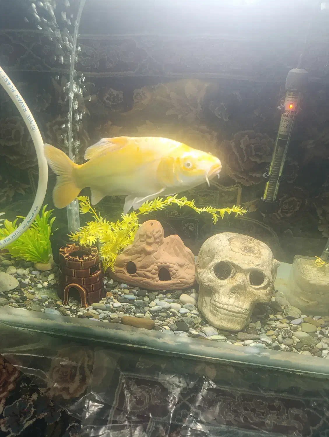 کوی باله بلند۲عدد|ماهی|خرم‌آباد, |دیوار