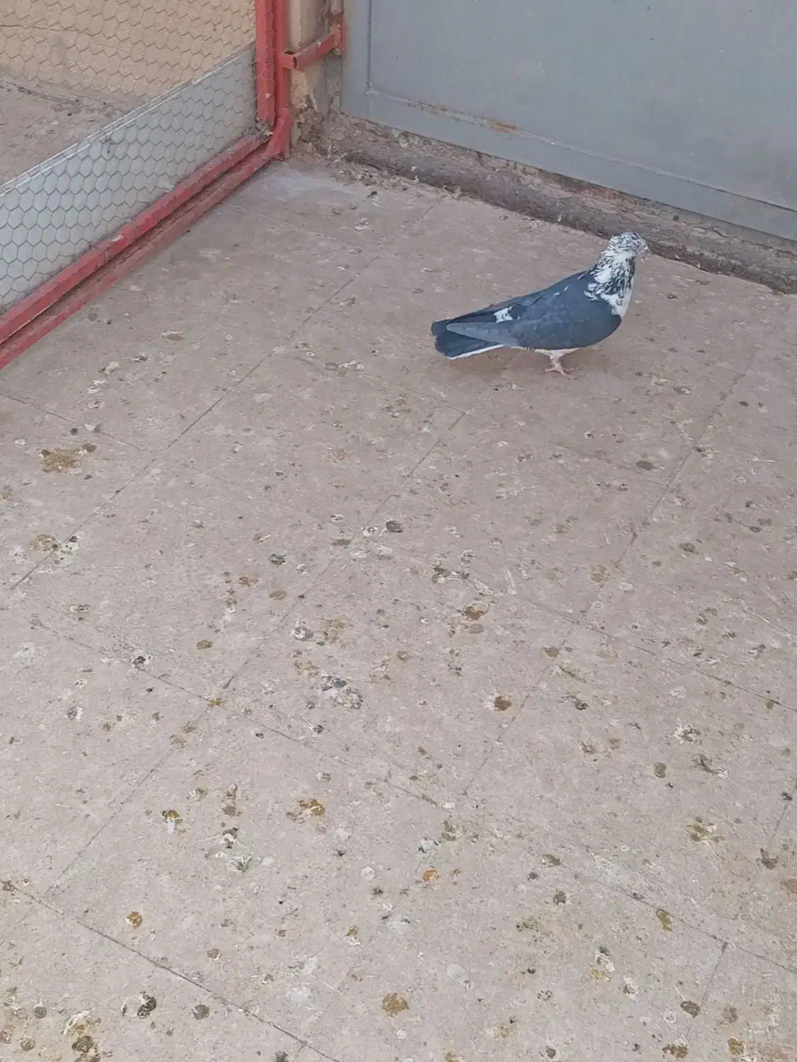 کفتر پرشی|پرنده|قم, انصار‌الحسین|دیوار