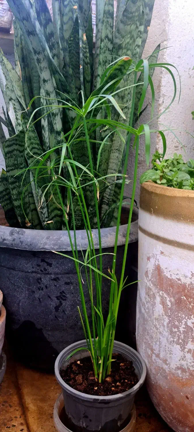 نخل مرداب،استاپیلیا،سانسوریا پاکوتاه|گل و گیاه طبیعی|ایلام, |دیوار