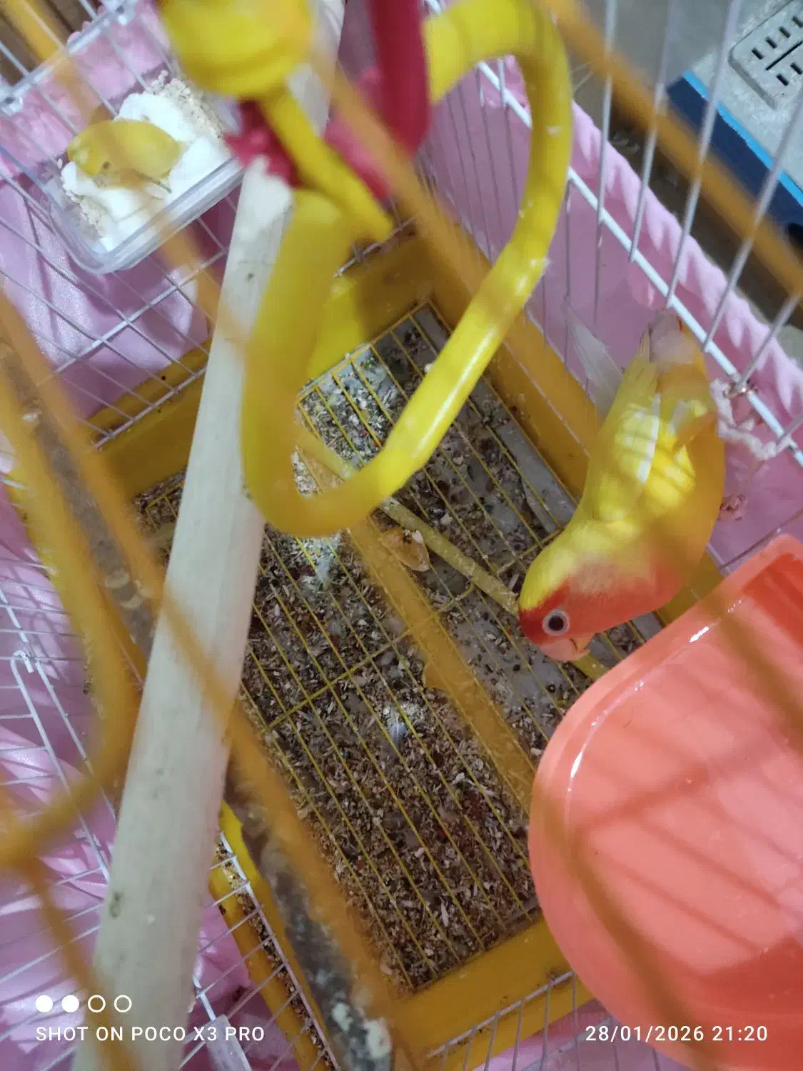 طوطی کوتوله نر|پرنده|تهران, هلال احمر|دیوار