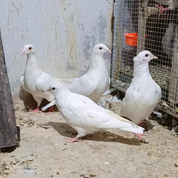 کبوتر رنگه کله سیاه طوقی سرخ دم سفید ساده|پرنده|تربتحیدریه, یحیی آباد|دیوار