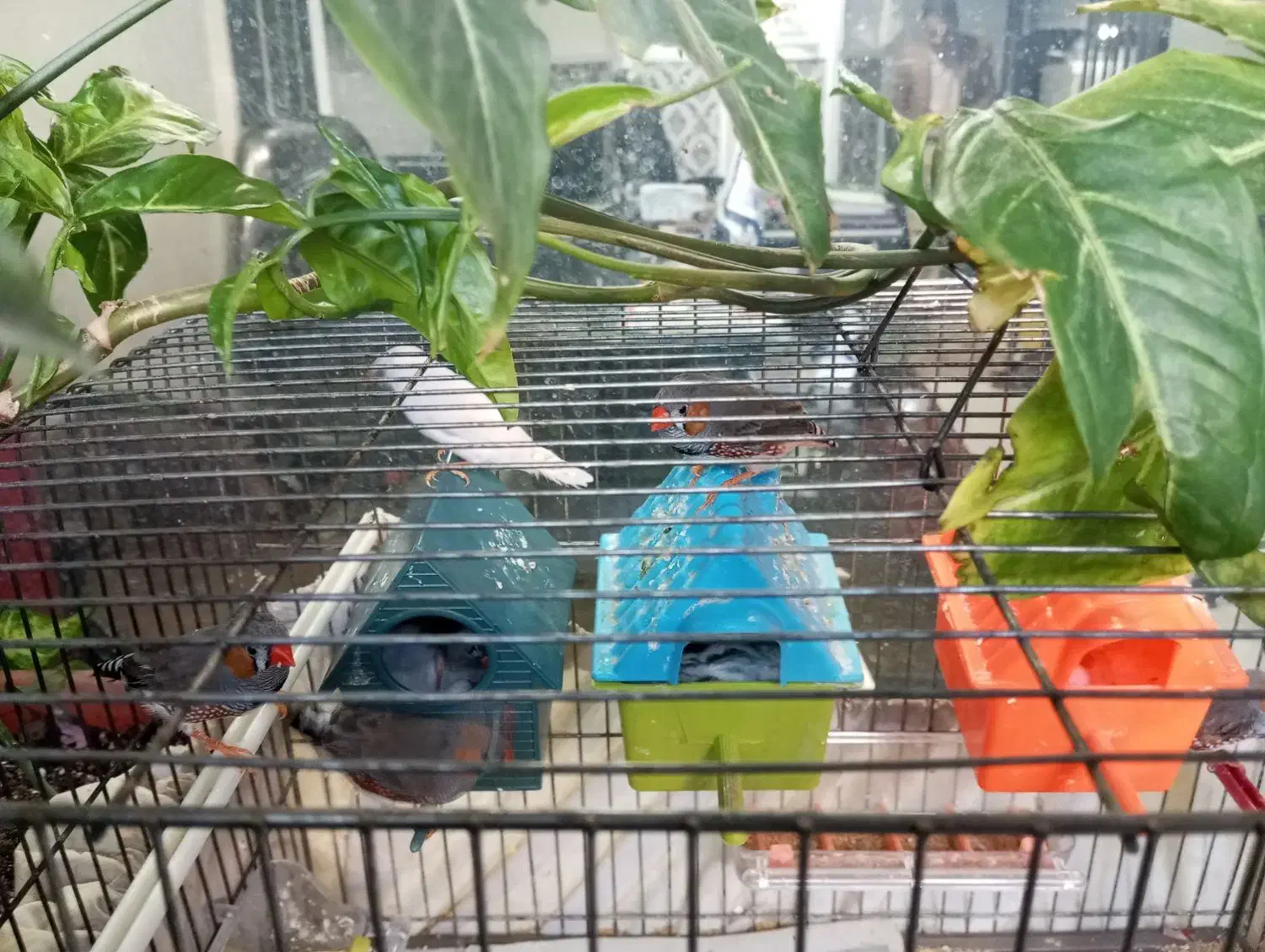 فنج جنس عالی|پرنده|قم, زنبیل آباد|دیوار