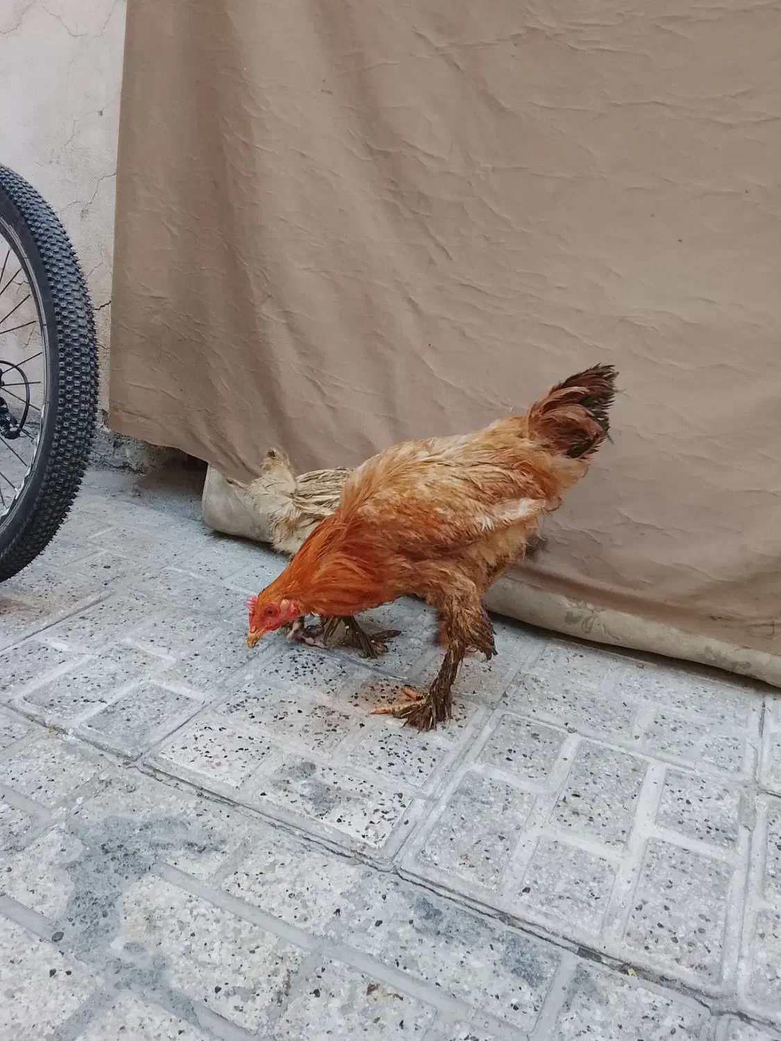 سه تا مرغ پرپا امپراتور|حیوانات مزرعه|مشهد, ایثار|دیوار