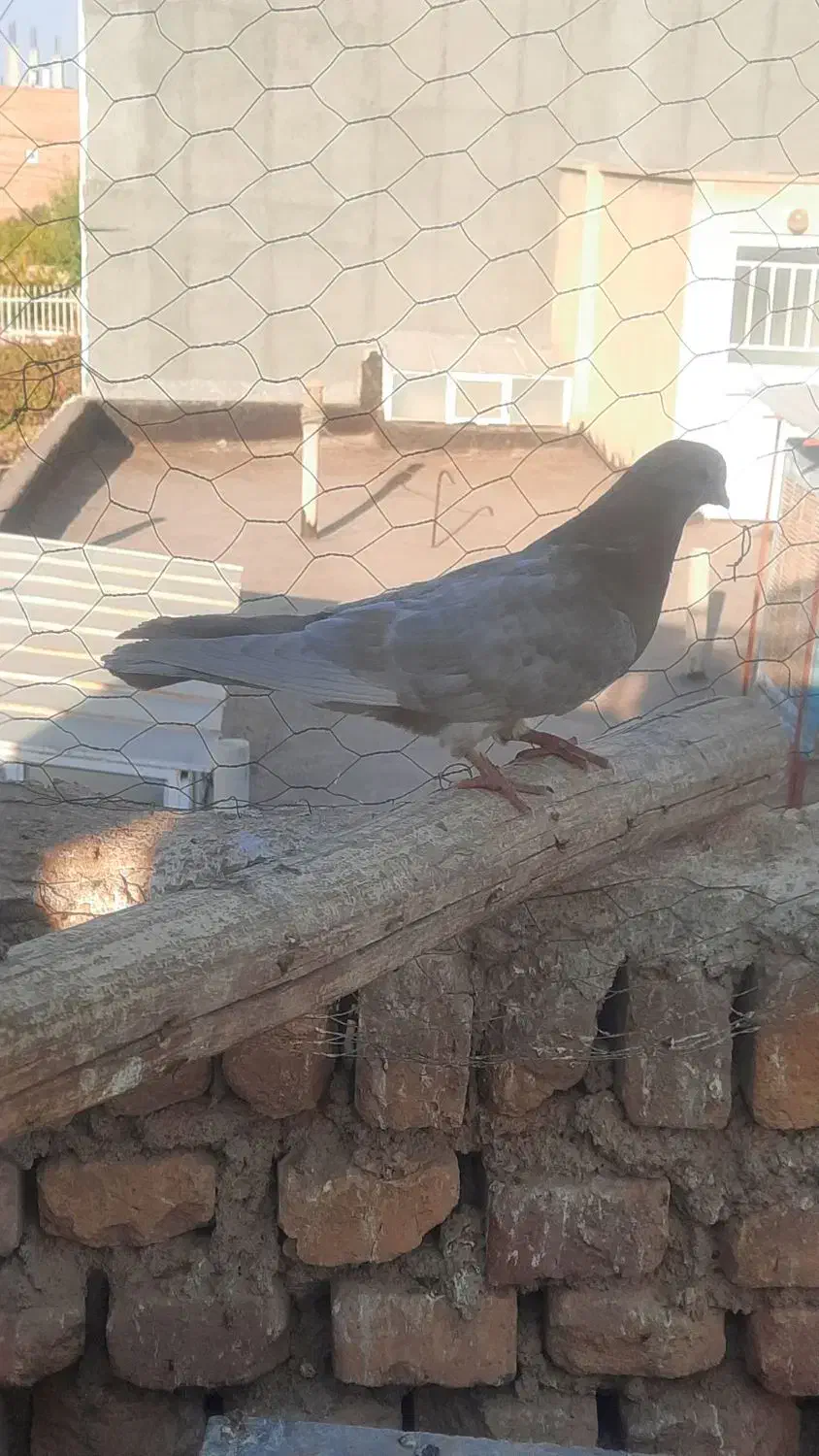 کبوتر|پرنده|نائین, |دیوار