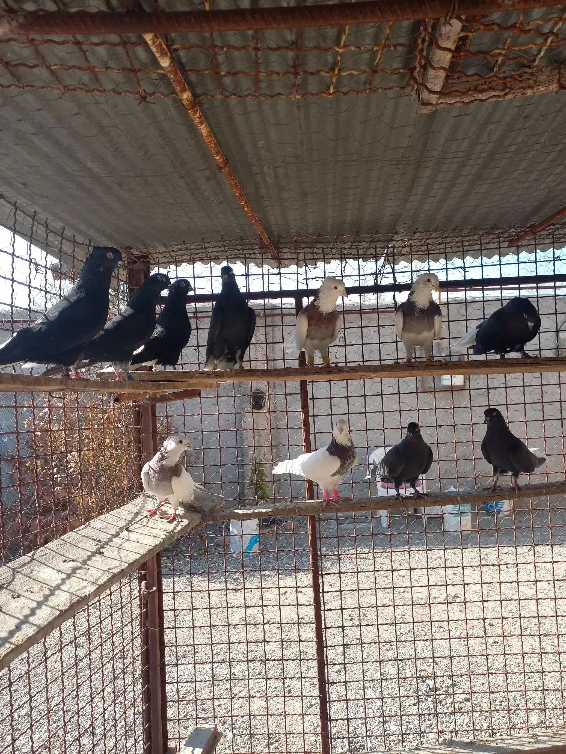 کفتر|پرنده|اردبیل, |دیوار