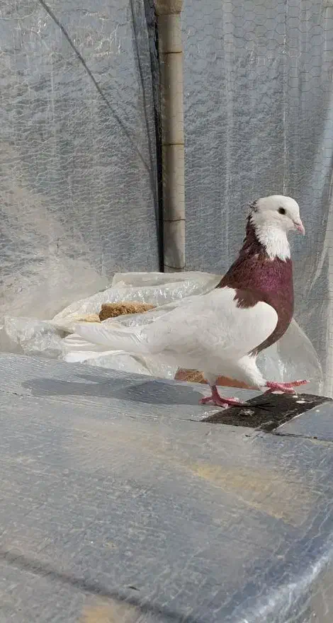 طوقی نر حلوایی|پرنده|سنقر, |دیوار