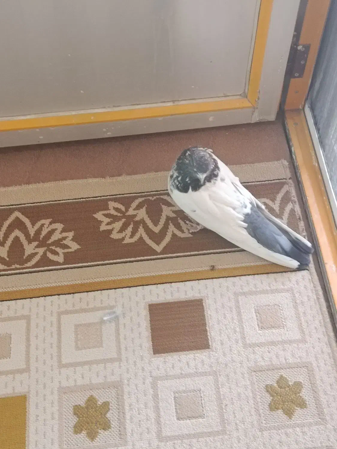 کبوتر|پرنده|لالجین, |دیوار