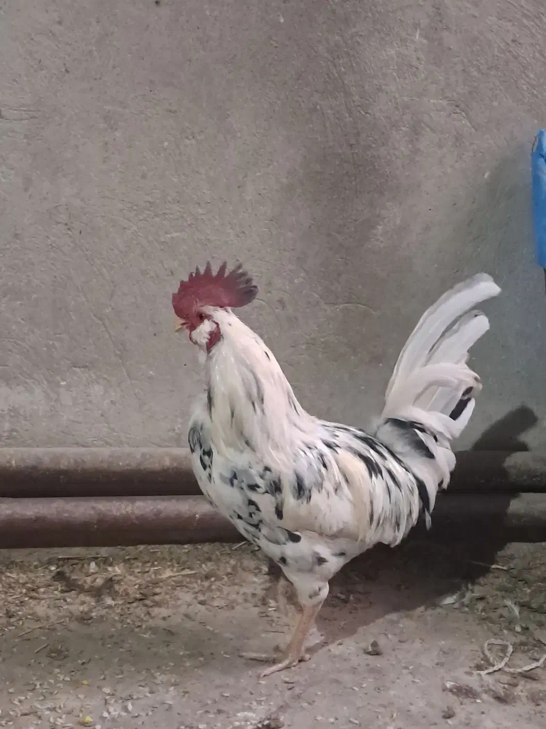 خروس گلین،|حیوانات مزرعه|مشکیندشت, |دیوار