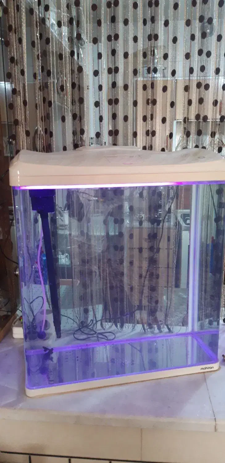 آکواریوم ماهیران|ماهی|اصفهان, رهنان|دیوار