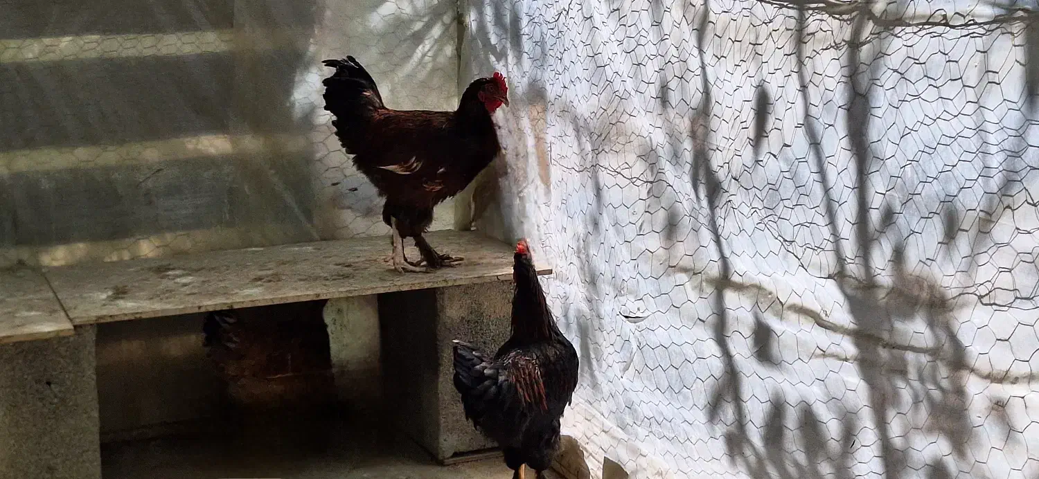 دو عدد خروس پاپری|حیوانات مزرعه|ابریشم, |دیوار