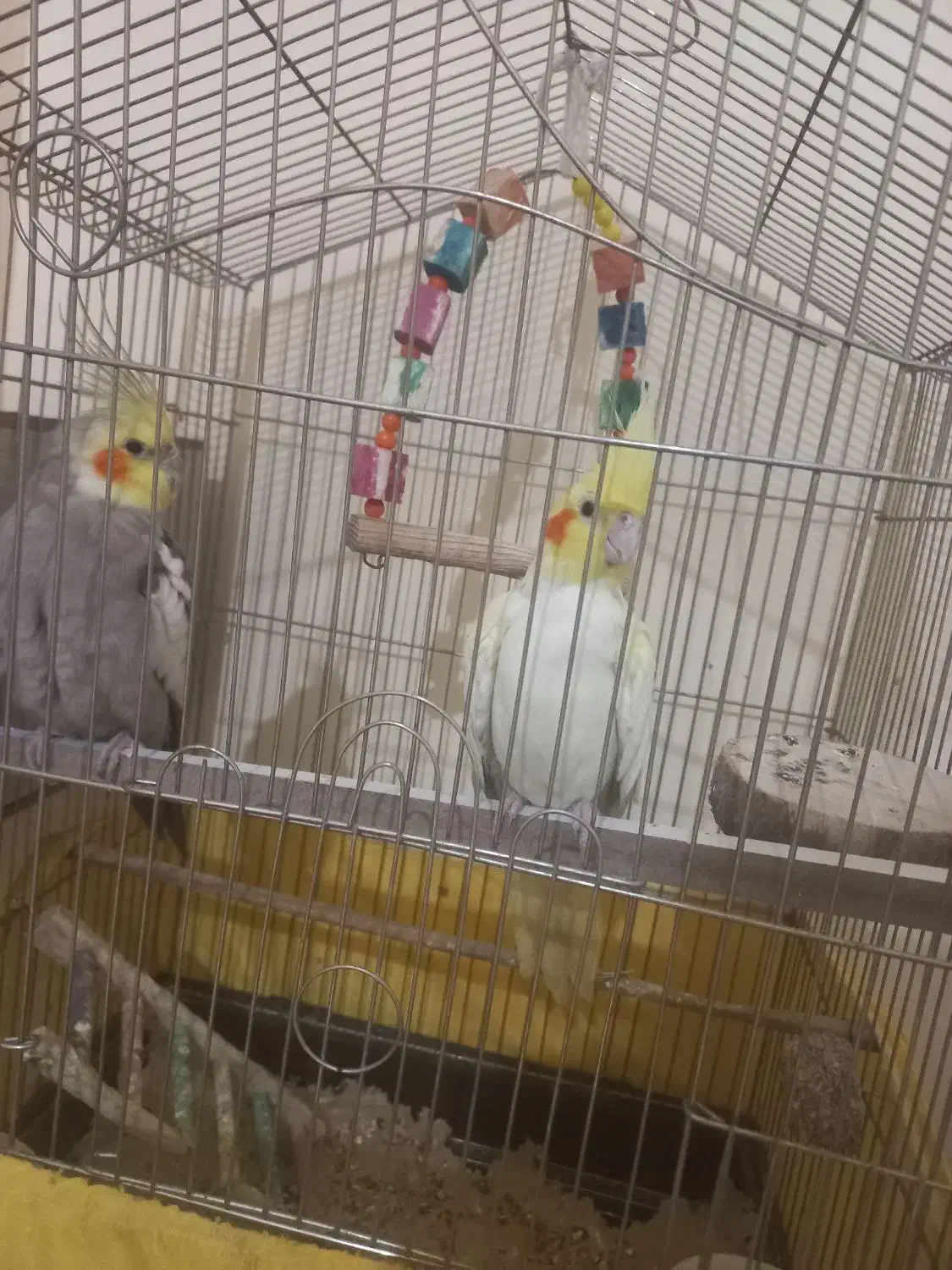 عروس هلندی جفتی ۲۵۰۰۰۰۰ با قفس|پرنده|پردیس, فاز ۱۱|دیوار