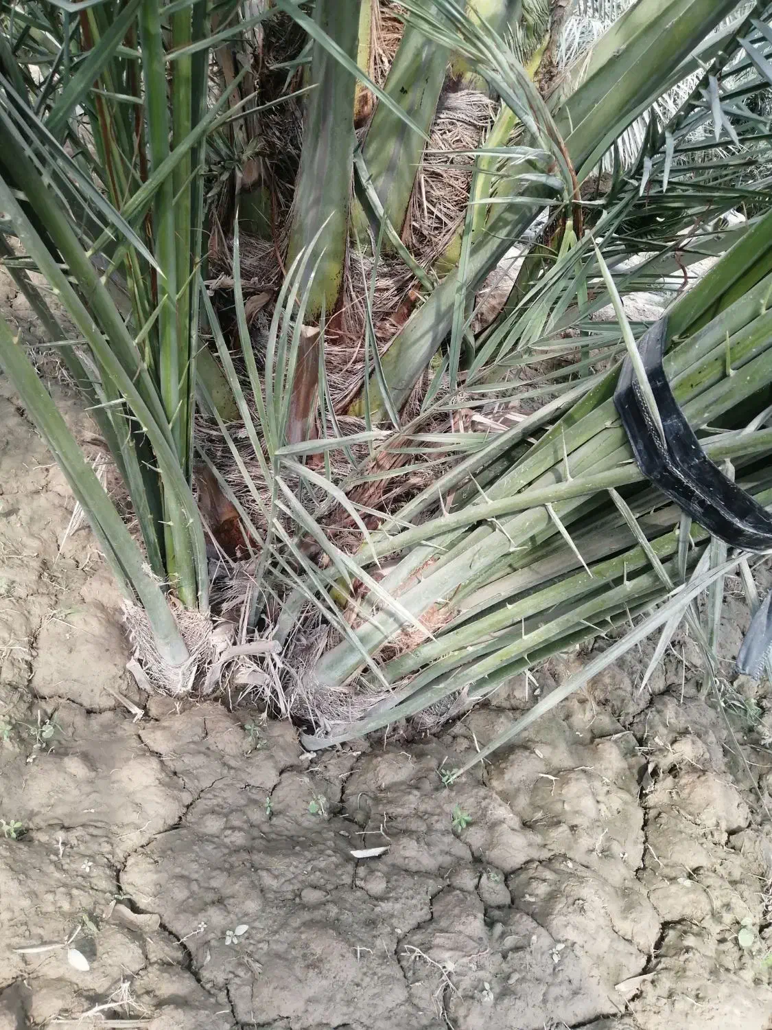 دیمیت|خدمات باغبانی و درختکاری|خورموج, |دیوار