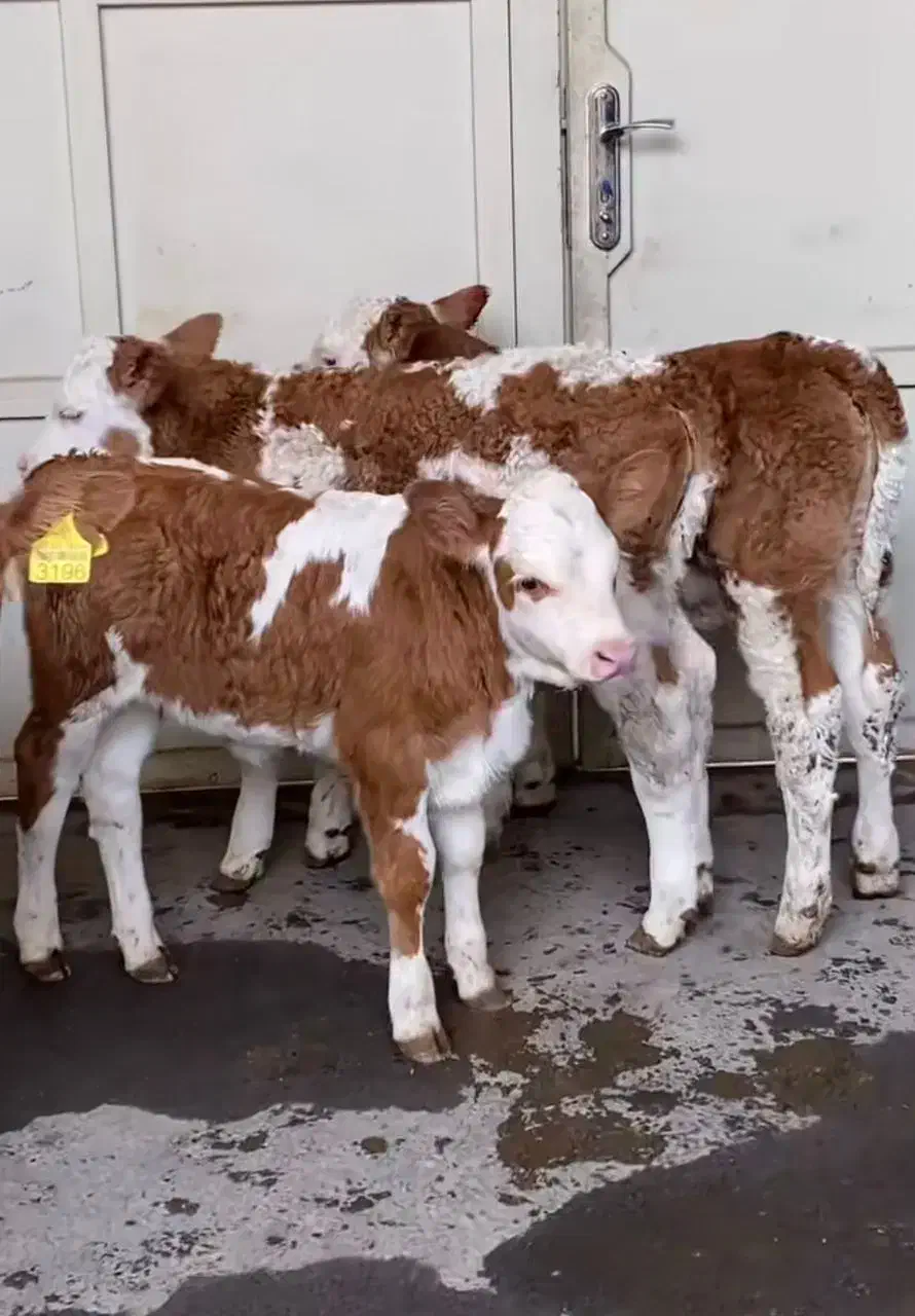 جنس درجه یک|حیوانات مزرعه|شمشک, |دیوار