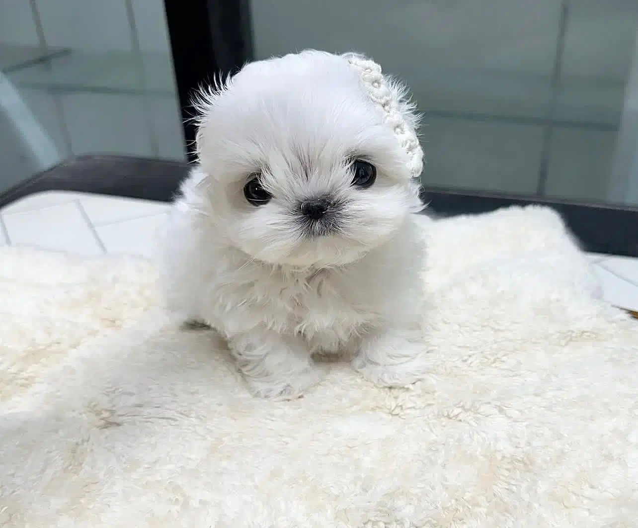 پودل مالتیز عروسکی مالتیپو|سگ|تهران, منیریه|دیوار