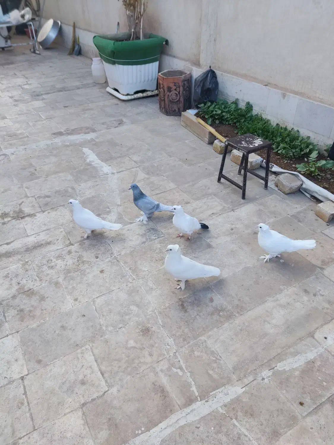 کبوتر  جفتی 350|پرنده|قم, علی آباد سعدگان|دیوار