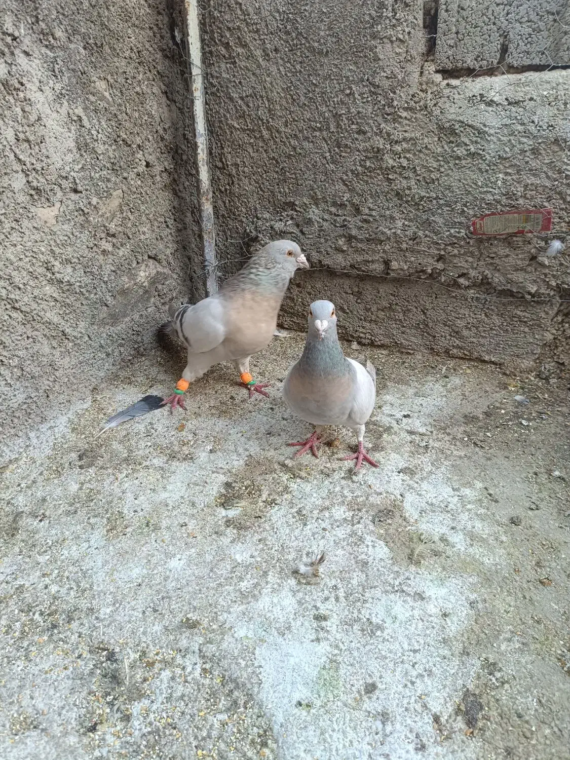 نقره ای|پرنده|کوهمره, |دیوار