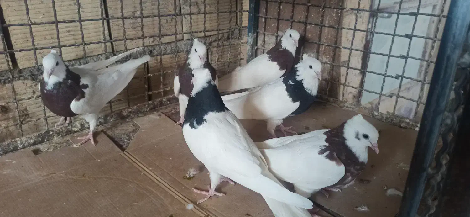 دمگیر سیاه پشت کاکلی و ی بوم طوق ماده|پرنده|شهرضا, |دیوار