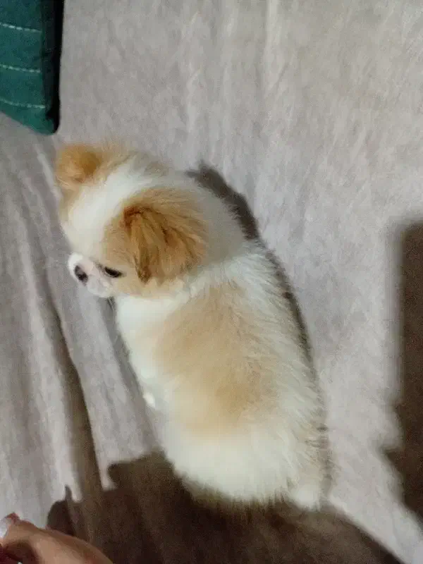 توله سگ|سگ|رضوانشهر, |دیوار