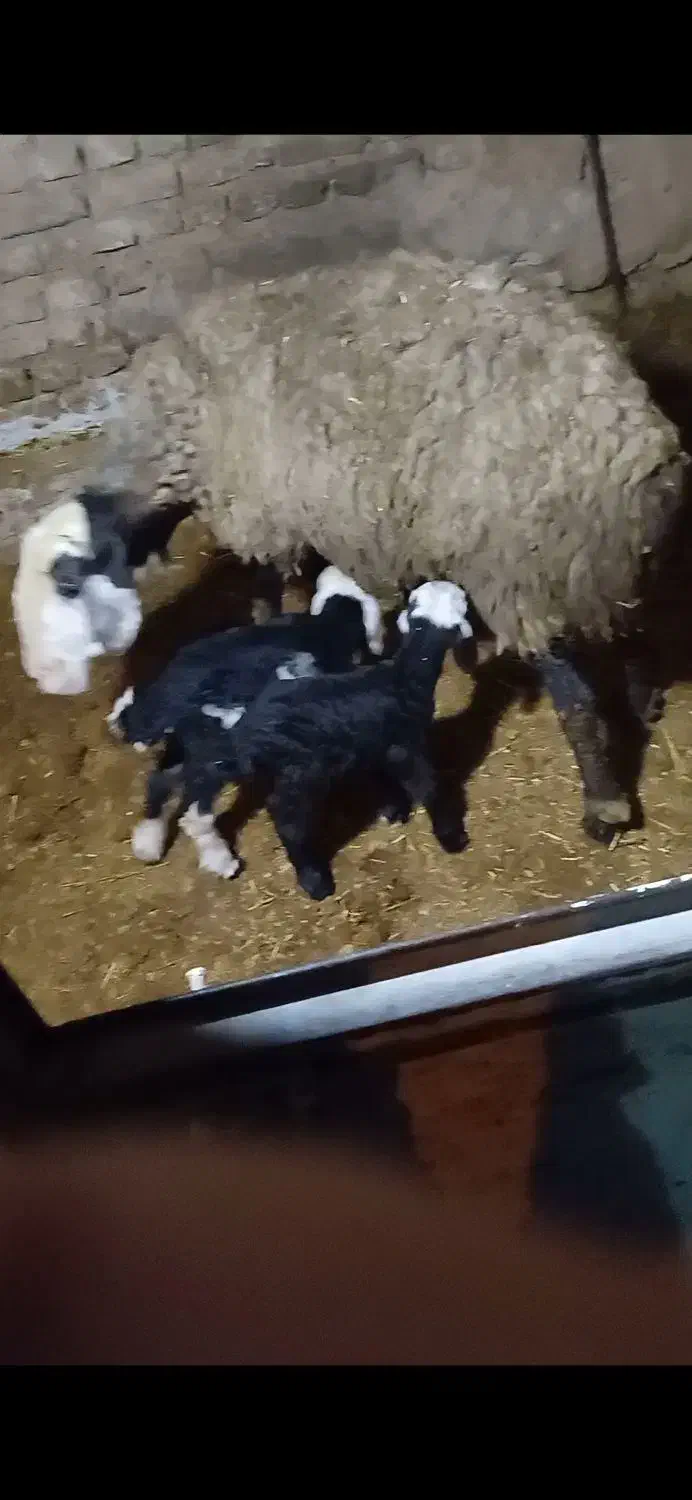 فــروش گوسفند دوقلو زا و چنـد قلوزا و بره|حراج|یزد, |دیوار