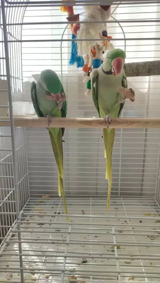 یک جفت شاه‌طوطی بالغ با قفس و لانه آماده جفت‌گیری|پرنده|کرج, شهرک فرهنگیان|دیوار