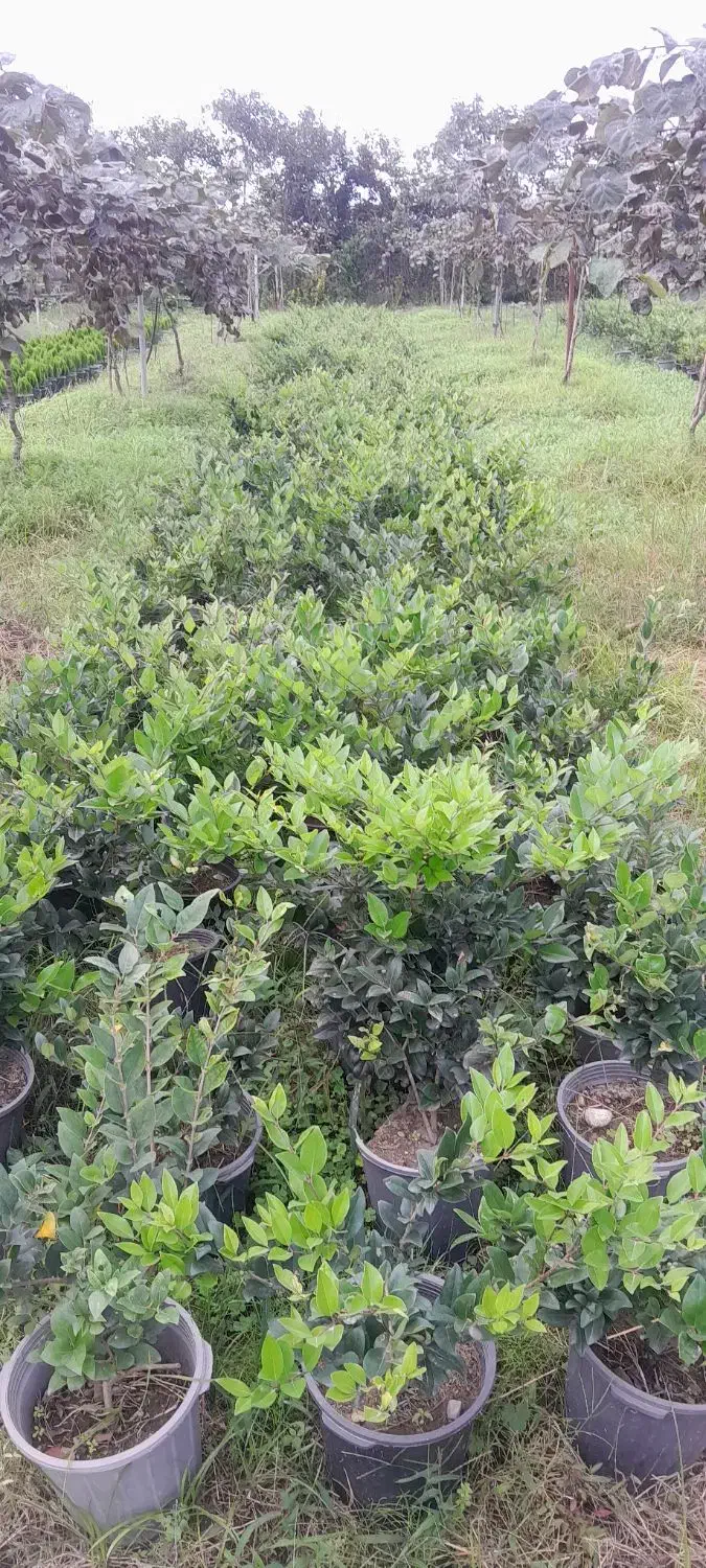 فروش یاس گلدان ۱۰|گل و گیاه طبیعی|نشتارود, |دیوار