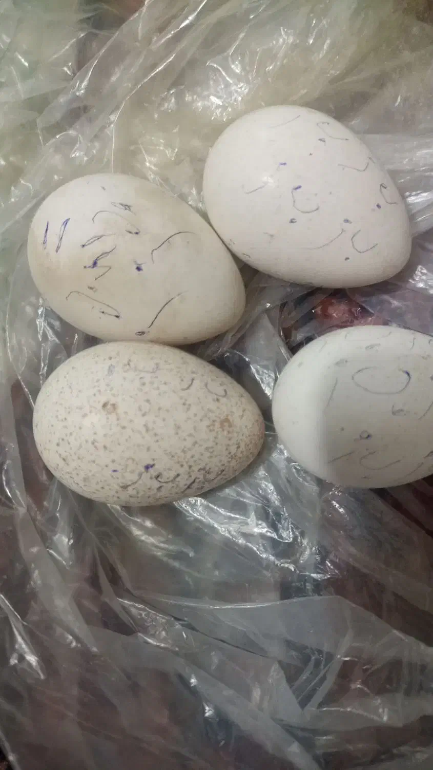 تخم نطفه دار از شما دستگاه جوجه کشی از ما|حیوانات مزرعه|زنجان, |دیوار