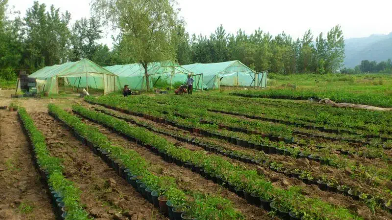 تهاتر زمین مسکونی باغی و گلخانه 7175 متری - لنگرود|فروش زمین و ملک کلنگی|رشت, پیرسرا|دیوار