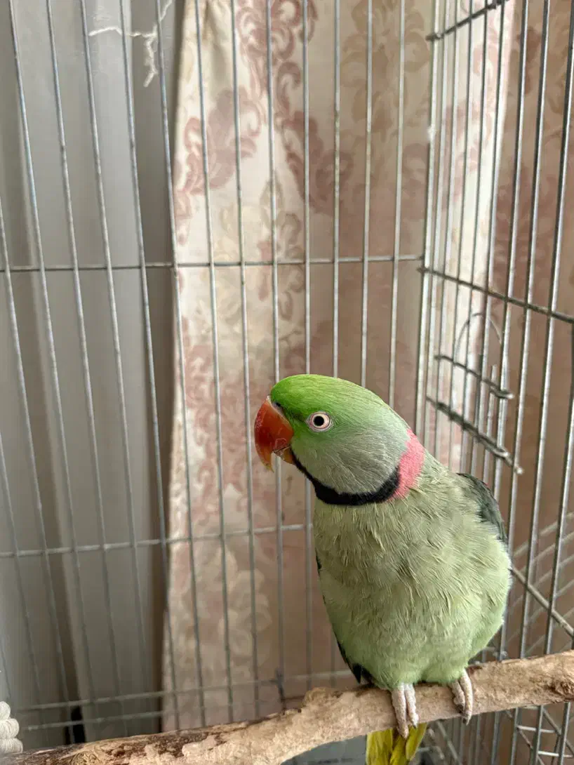 شاه طوطی اسکندر|پرنده|اندیمشک, |دیوار