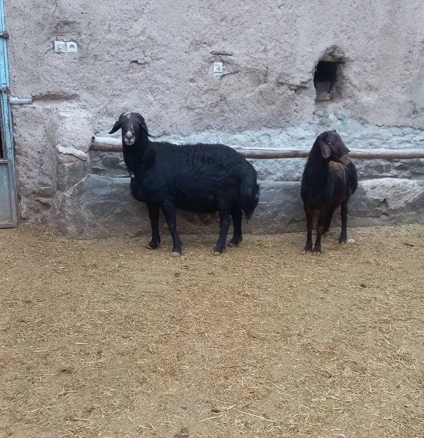 قوچ قزل افشار|حیوانات مزرعه|شازند, |دیوار