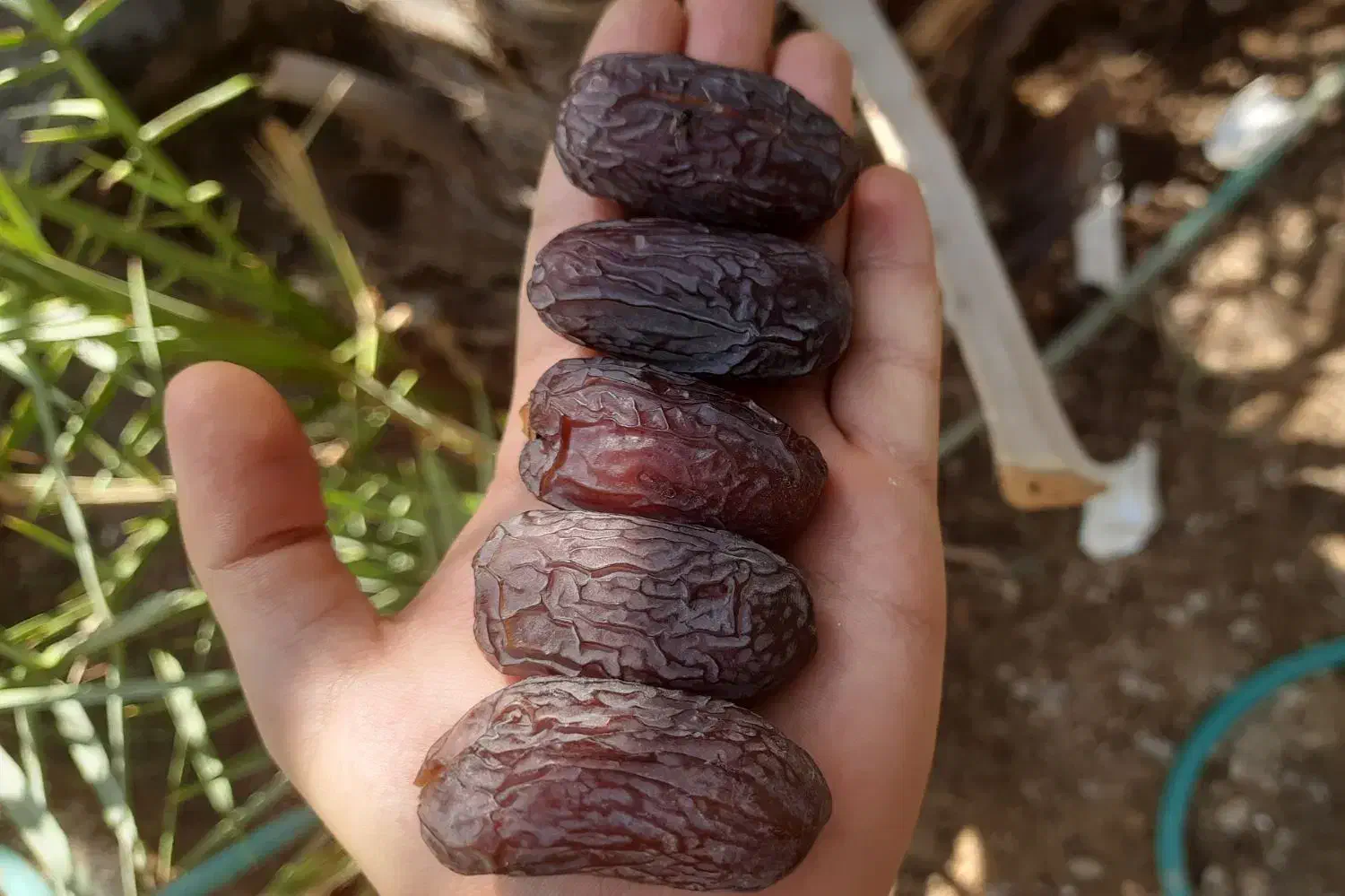 خرما مج.ول درجه ۱ درشت شهرستان جم|خوردنی و آشامیدنی|رشت, دیلمان|دیوار