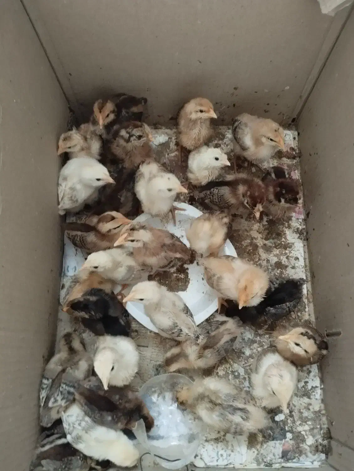 جوجه محلی|حیوانات مزرعه|مینودشت, |دیوار