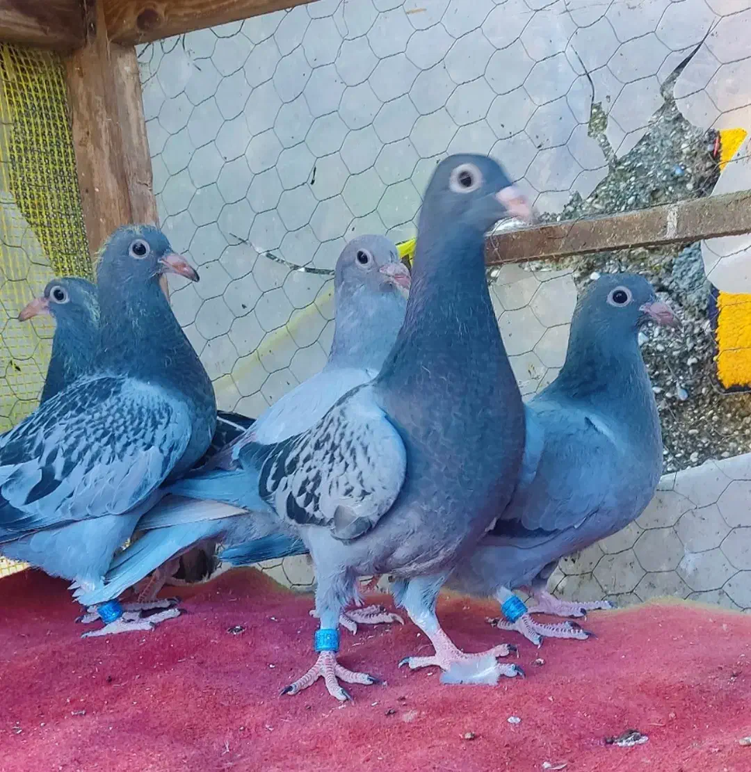 جوجه پلاکی ،کفتر،یا همون کبوتر،مسافتی|پرنده|چالوس, |دیوار