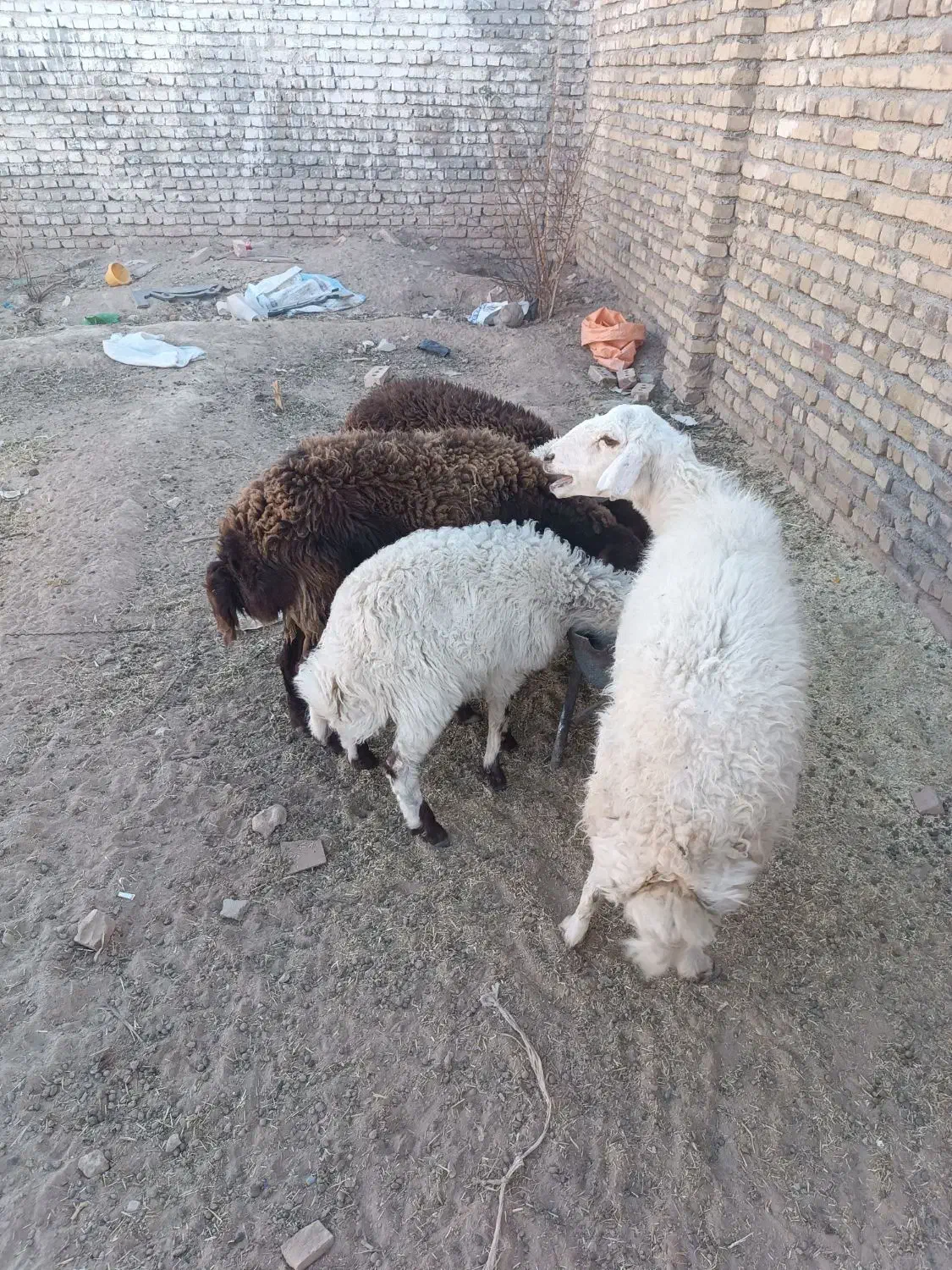 3تا میش بره دار بره درشت|حیوانات مزرعه|تربتحیدریه, حاجی یار|دیوار