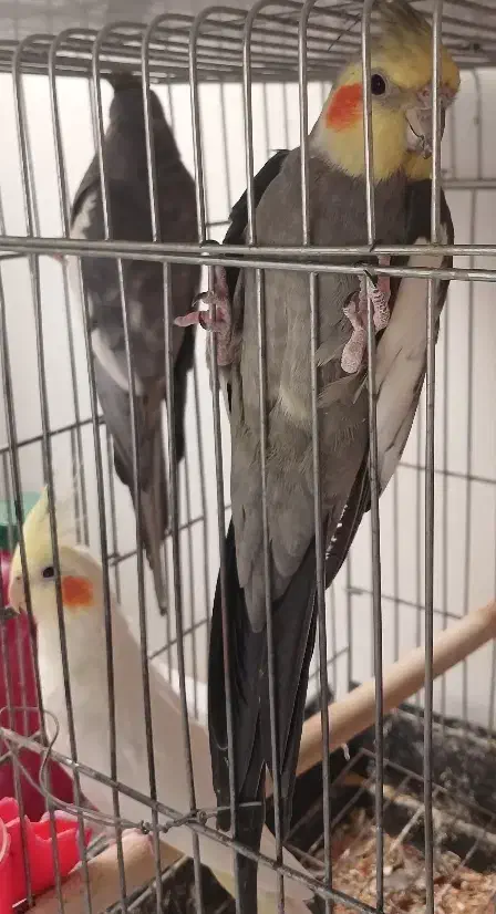 ۳عددعروسهلندی نر و ماده هستن.|پرنده|تاکستان, |دیوار