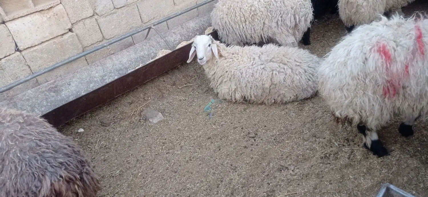 بره نر چاق قیمت مناسب ارزان خوراک خورده وپاک|حیوانات مزرعه|زرند, |دیوار