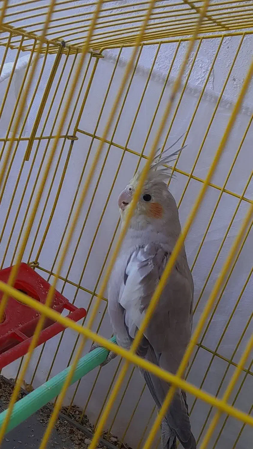 فروش عروس هلندی ماده دستی|پرنده|جهرم, |دیوار