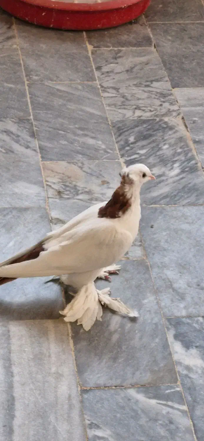 کبوتر یا پرنده|پرنده|تبریز, |دیوار