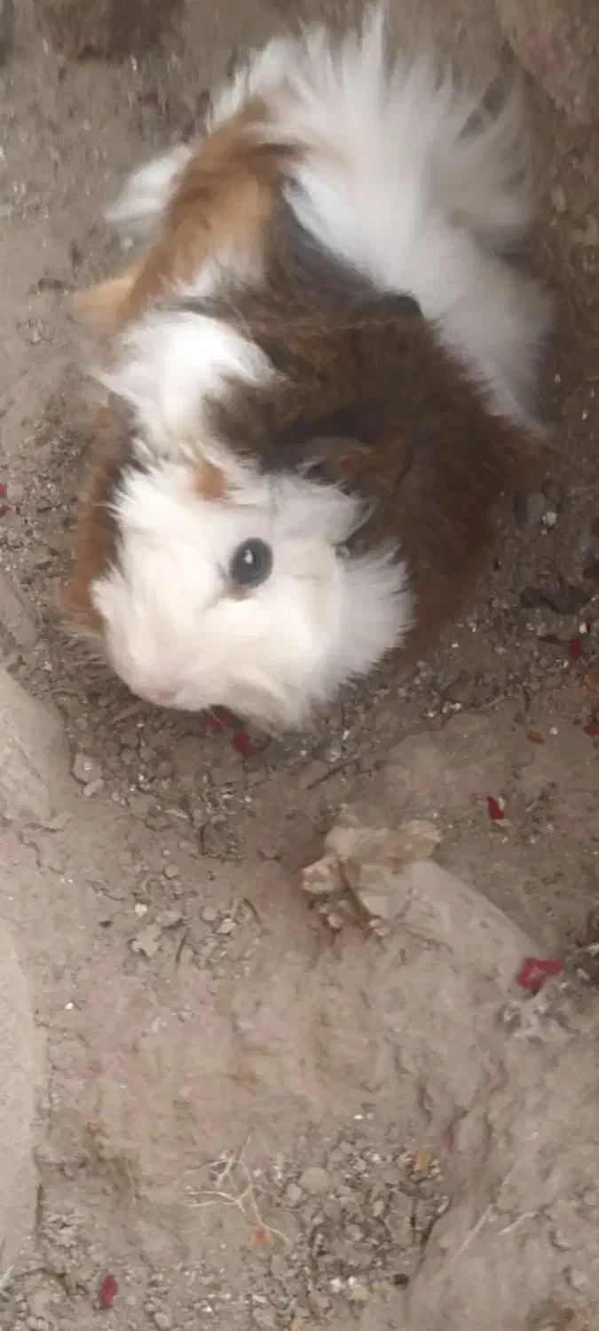 خوکچه هندی نر|موش و خرگوش|زابل, |دیوار