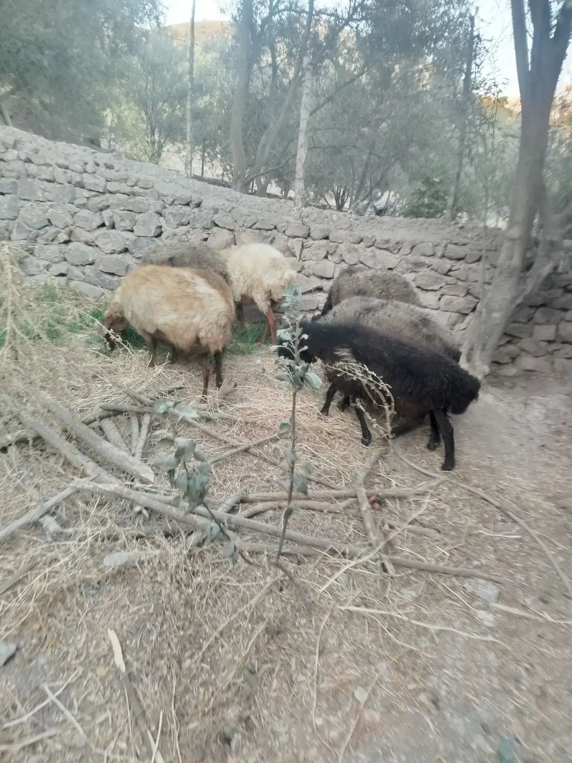 میش آبستن سنگین|حیوانات مزرعه|لوشان, |دیوار