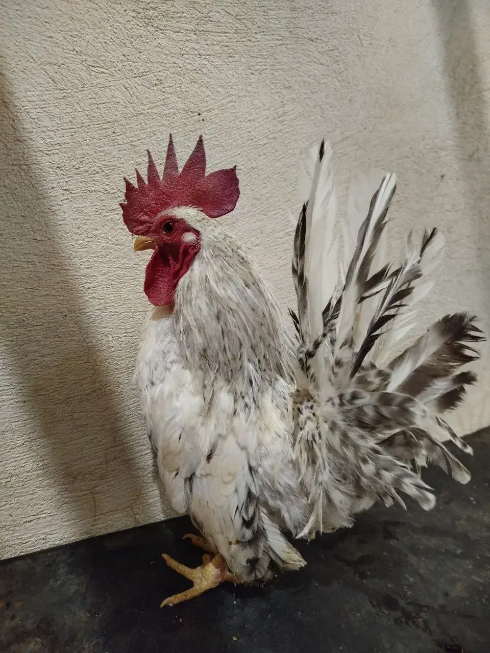 خروس ژاپنی|حیوانات مزرعه|هشتگرد, هشتگرد قدیم|دیوار