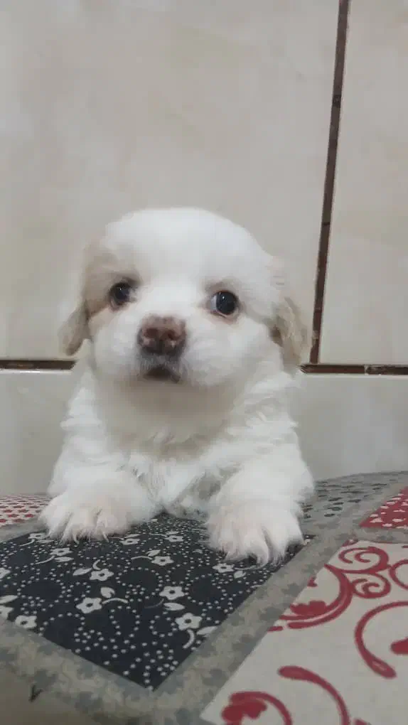 چندین کوچولو خانگی|سگ|شیراز, دست خضر|دیوار