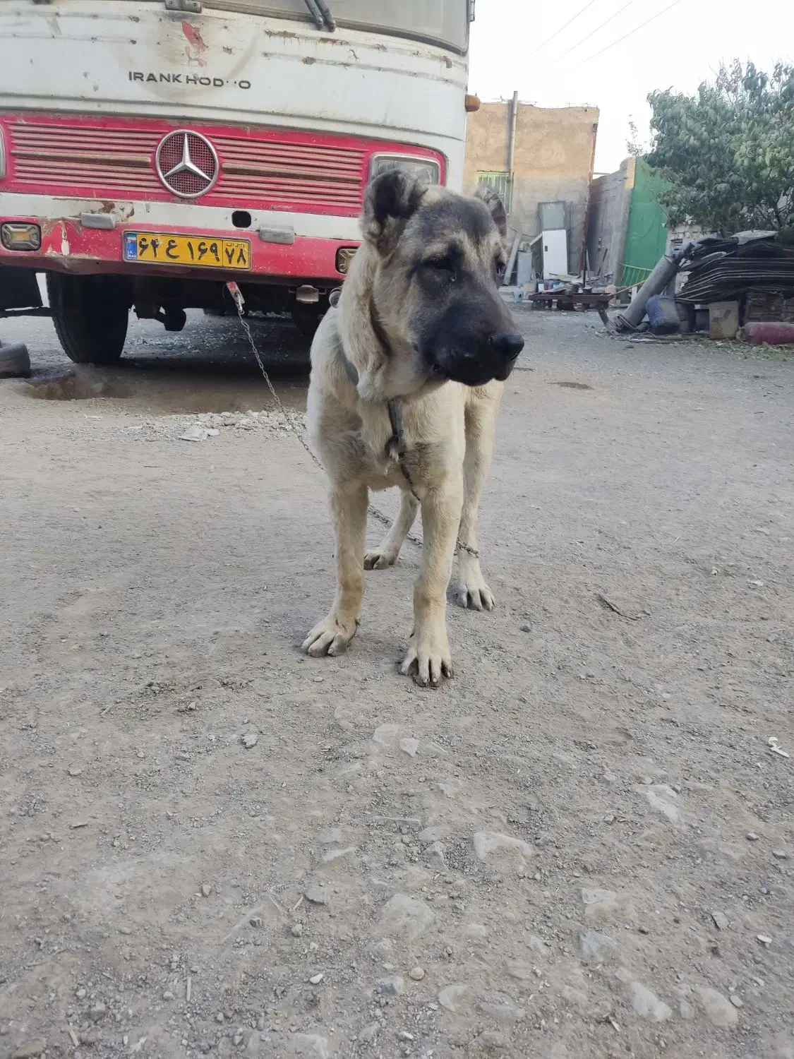 توله سرابی ۵ماه نر|سگ|چهارباغ, |دیوار