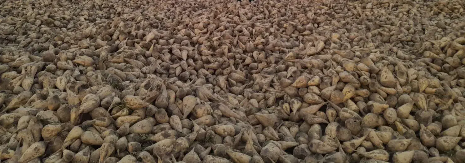 یونجه|عمده‌فروشی|فامنین, |دیوار