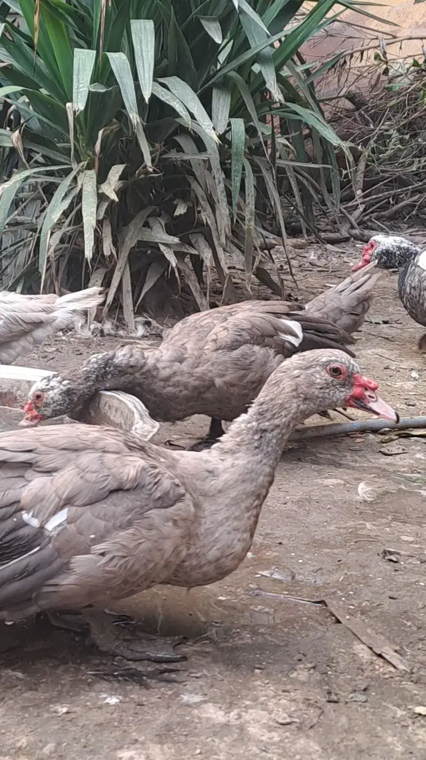 اردک اسرائیلی نقره ایی طوسی لاوندر دودی اسلیت|حیوانات مزرعه|قائم‌شهر, |دیوار