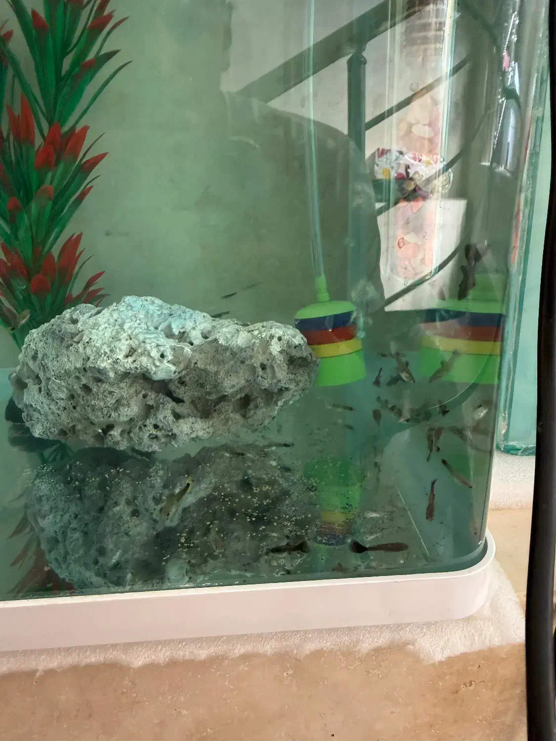 ماهی گوپی|ماهی|مرودشت, بیست متری بیمارستان|دیوار