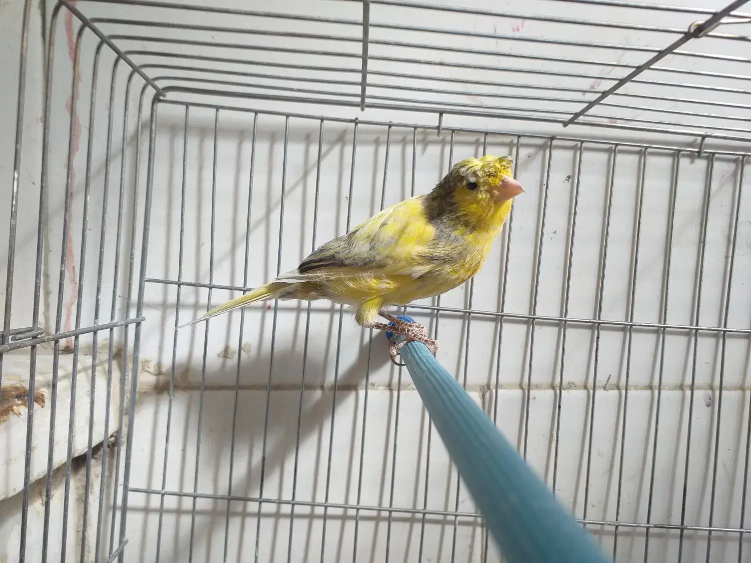 قناری نر شلاقی چمنی ابلغ پاکسازی شده در شهرضا|پرنده|شهرضا, |دیوار