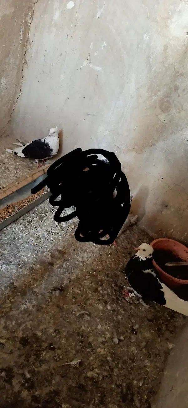 کفتر 2عدد ماده|پرنده|علی‌آباد کتول, |دیوار