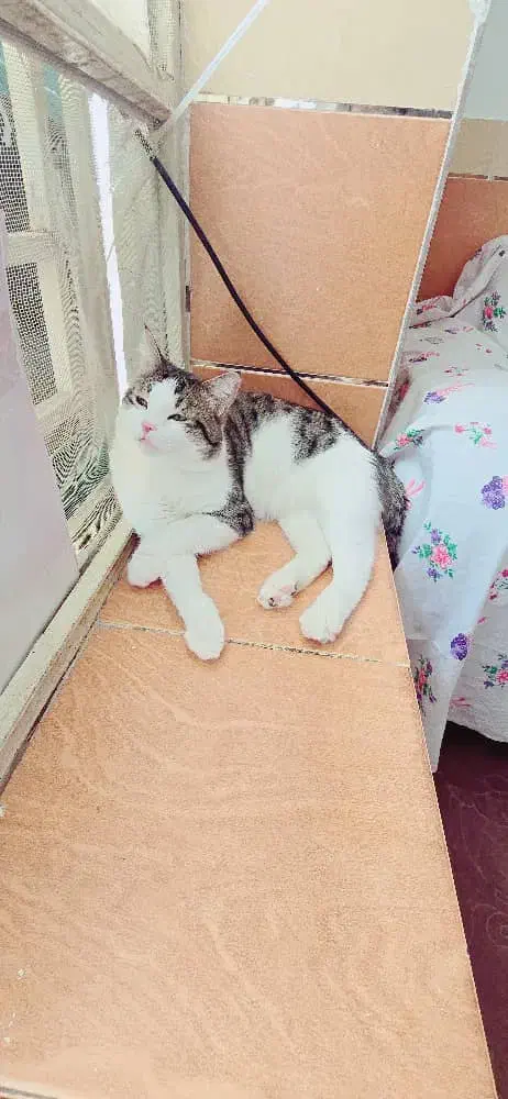 گربه|گربه|کرمان, |دیوار