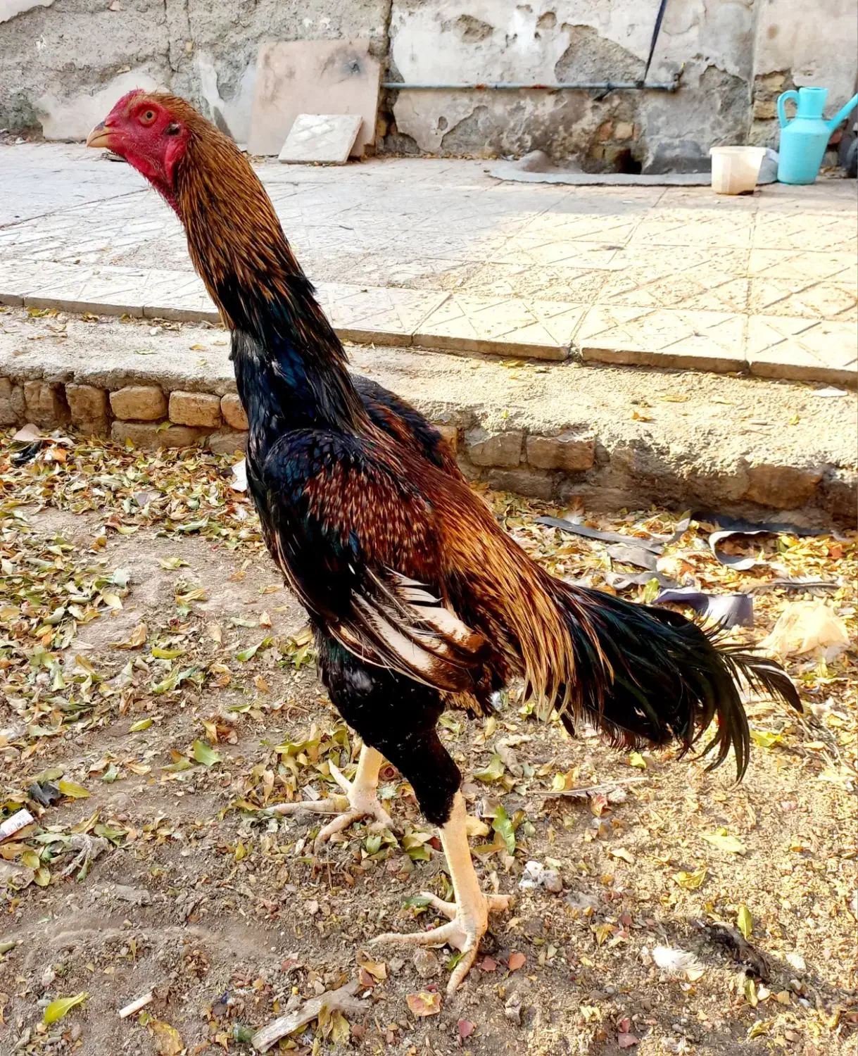 جوجه لاری اوشامو|حیوانات مزرعه|کهریزک, |دیوار