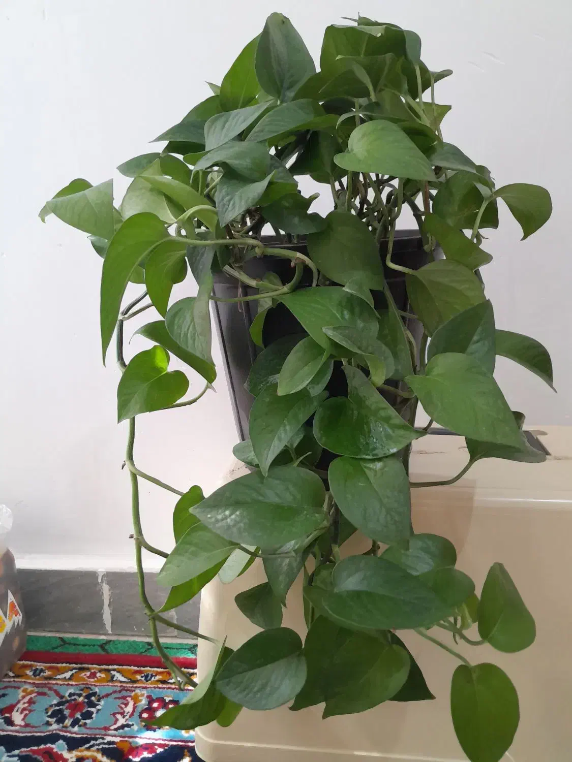 گل پتوس|گل و گیاه طبیعی|بروجرد, |دیوار